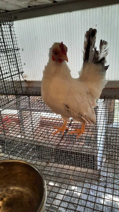 Pekins, Sebright Dourado, Nagasaki e Paduana Dourada