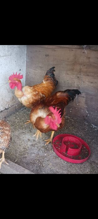 Vendo galos riados ao ar livre