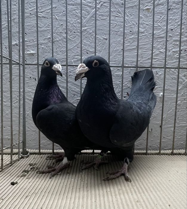 Pocztowy staropolski 3 pary