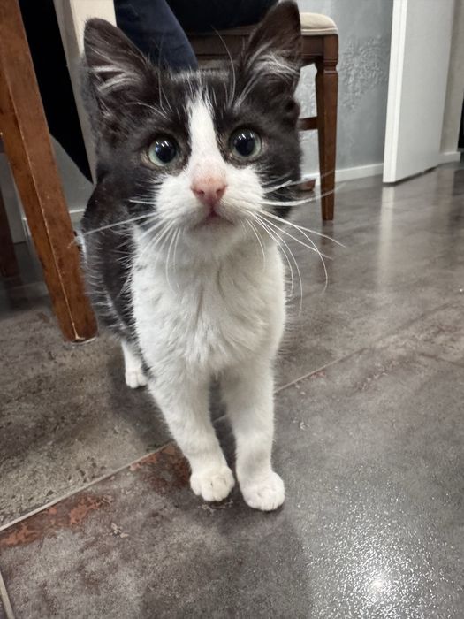 Кошеня дівчинка шукає родину