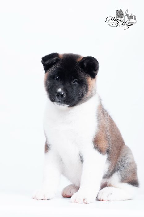 Американскька акіта/ американская акита / american akita