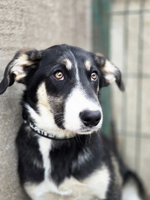 Герда, ніжна красуня, слухняна, найкраща!