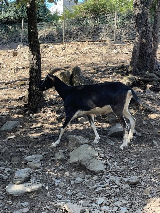 Vendo cabras raca grande