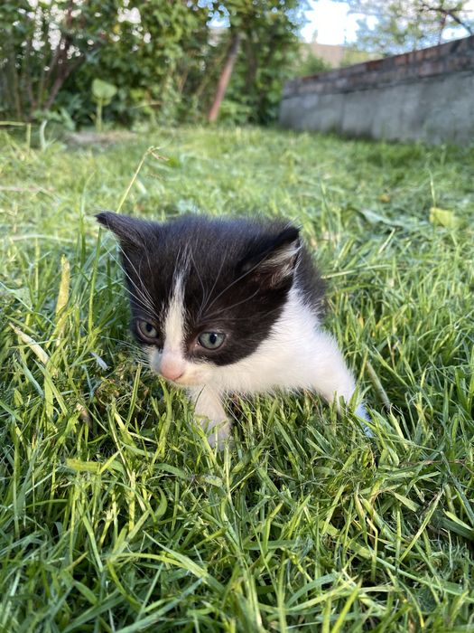 Продам котика.