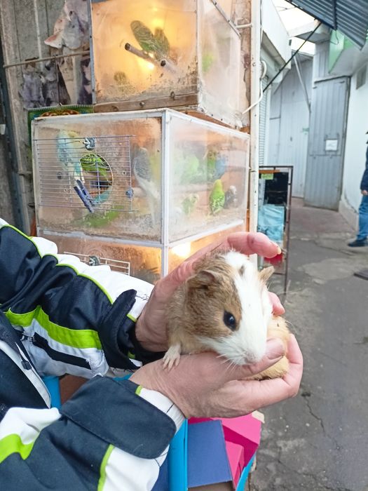 Віддам безкоштовно морську свинку