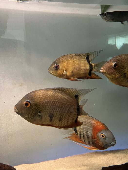 Severum notatus f0