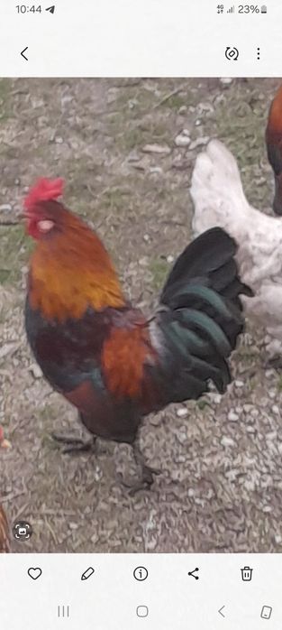 Півники Бентамки