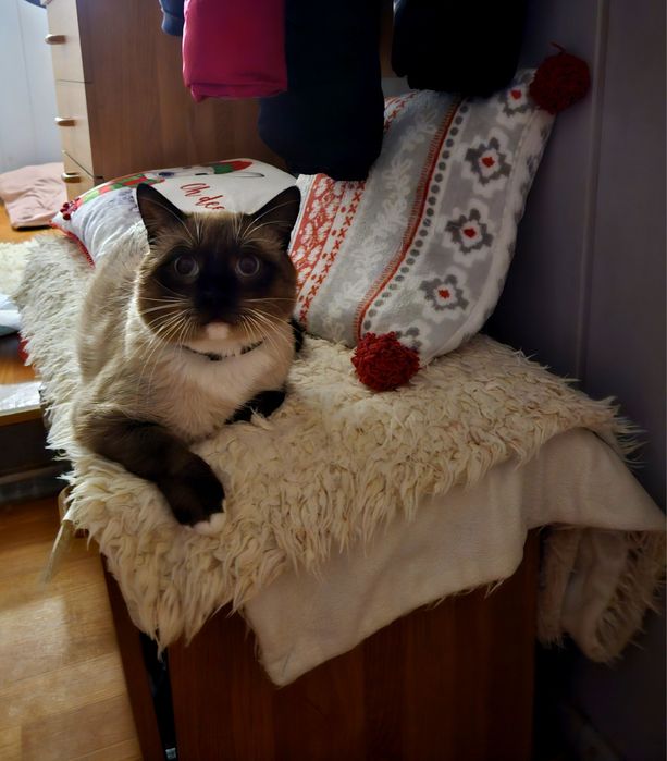 Oddam kota syjamskiego