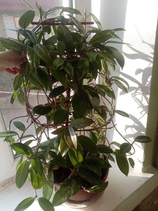 Продається велика доглянута хойя Hoya pubicalyx