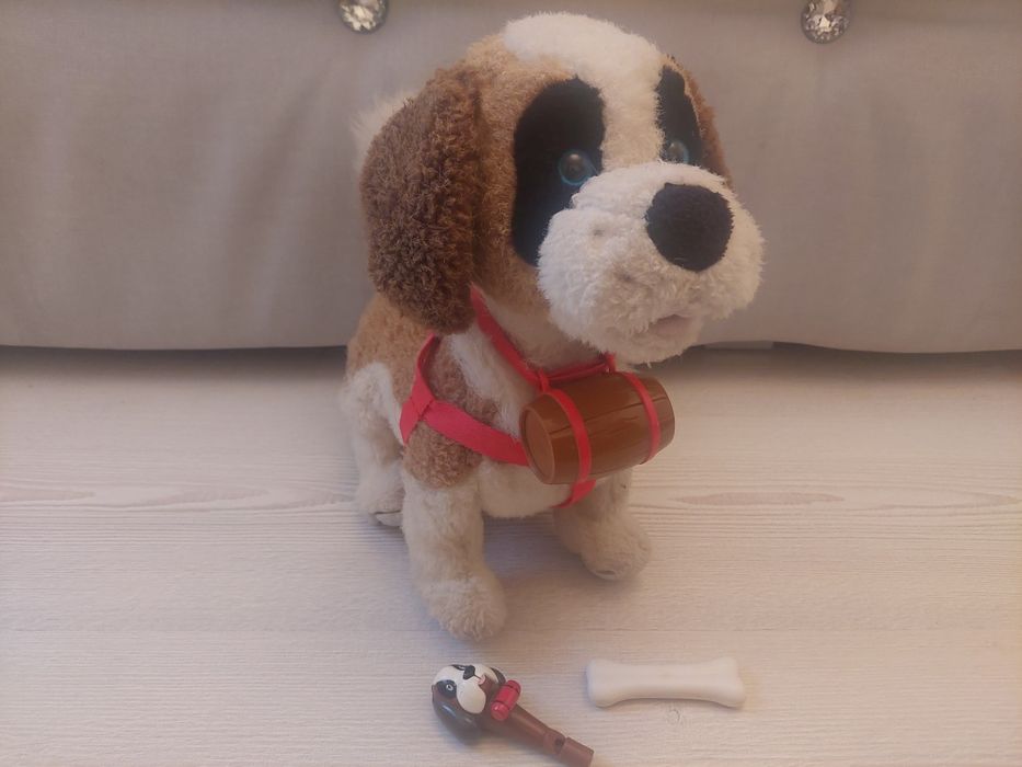 Piesek bernardyn Sambi