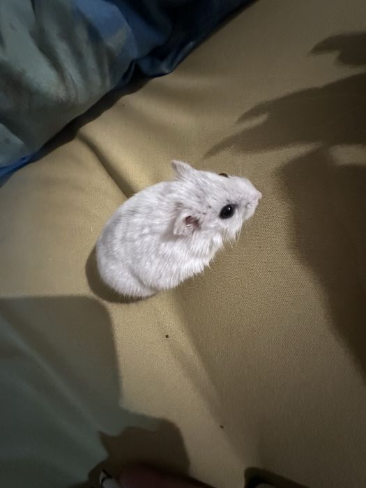 хомяки джунгарики