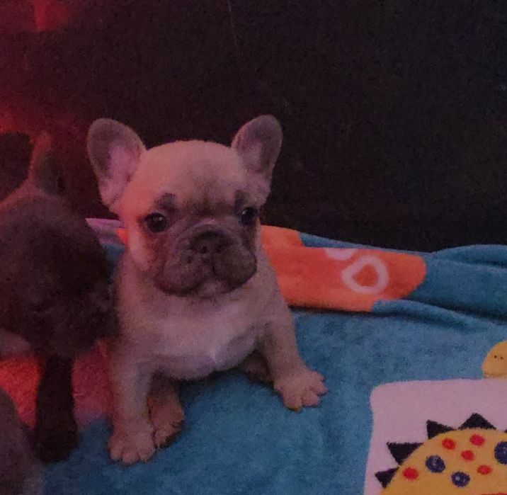 Bulldogue francês isabella faw