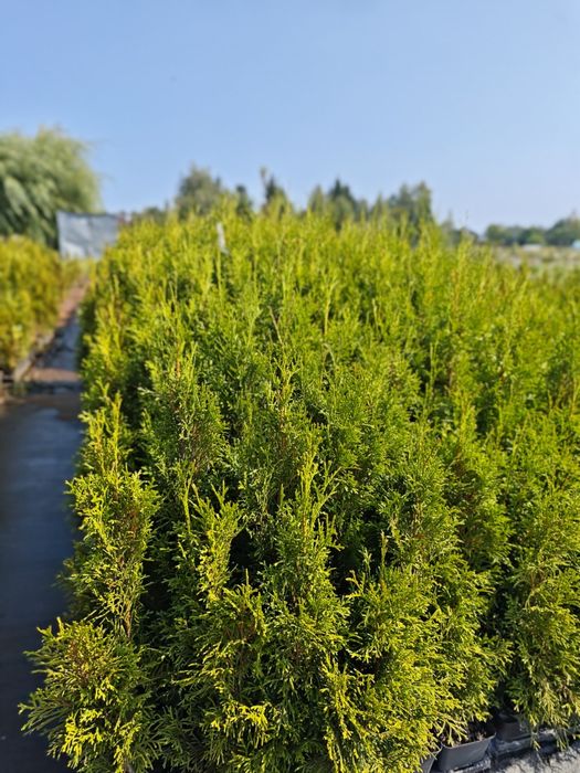 „Tuja Szmaragd Thuja 70-80 cm P9 na żywopłot”