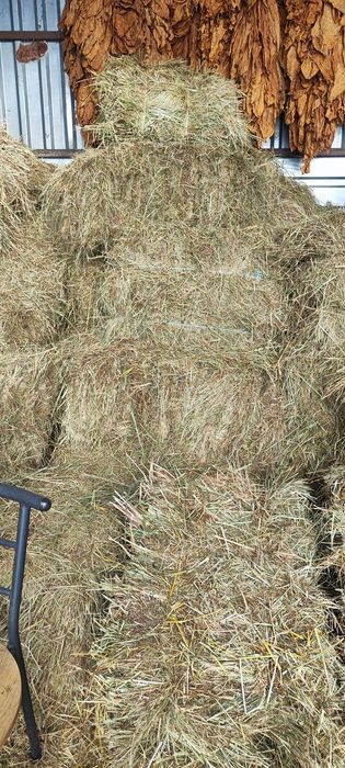 Сіно тюки продам кількість
