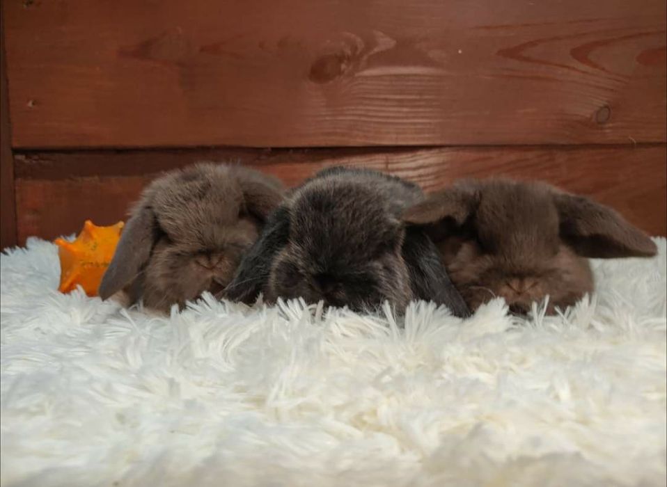 Urocze króliczki Mini Lop. Wolne maluszki.