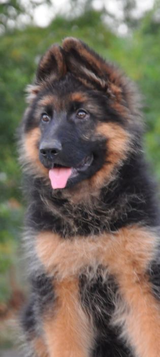 Німецька вівчарка. Щенята готові до переїзду.