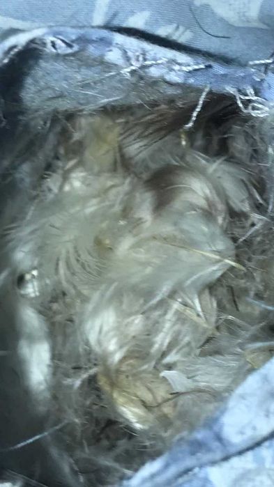Продам перину з пір'я