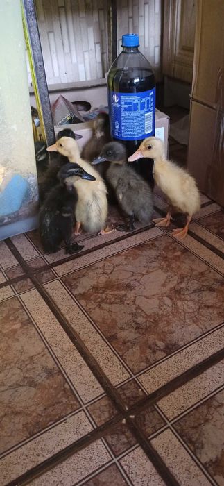 Pisklęta biegus indyjski, biegusy indyjskie