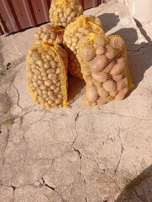 Ziemniaki z własnego pola