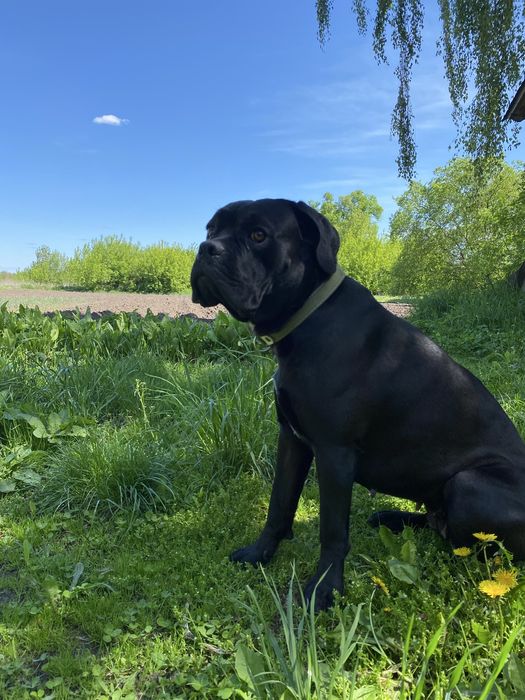 Продам щенків кане-корсо