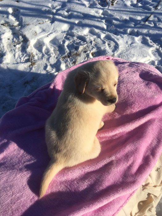 Собача лабрадора