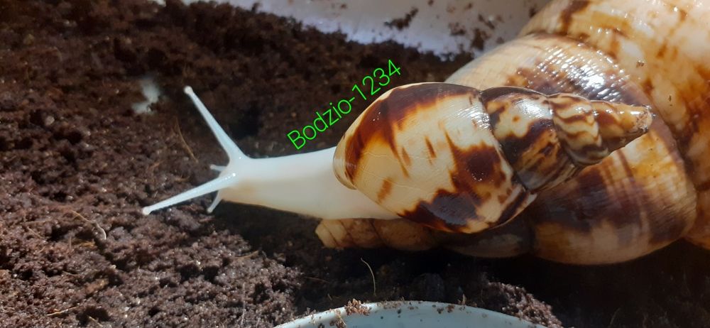 Największe ślimaki afrykańskie Achatina reticulata albino body