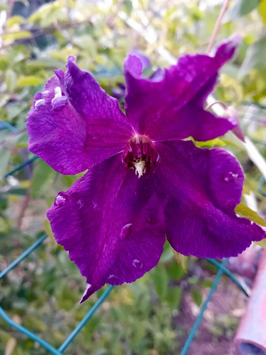 Trepadeira Clematis roxa