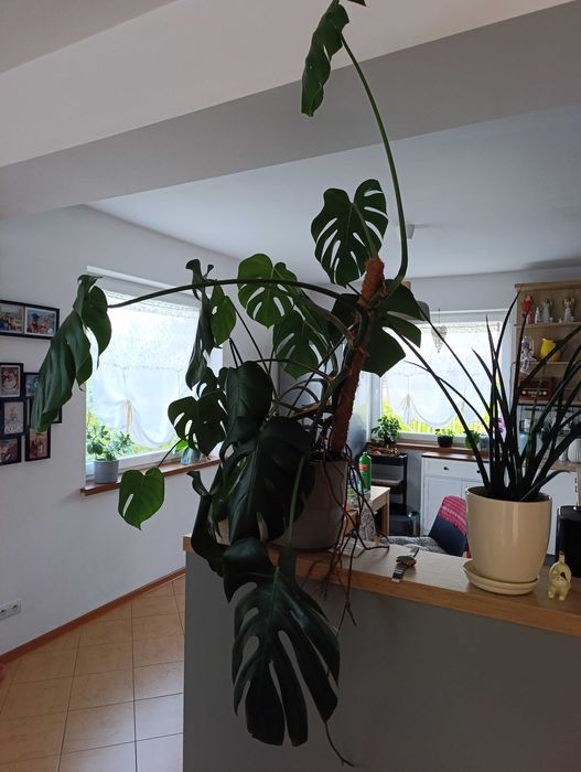 Monstera dziurawa