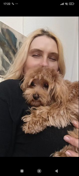 Мальтіпу хлопчик