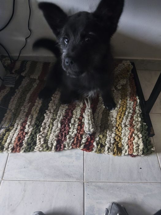 Adoção responsável - 4 meses