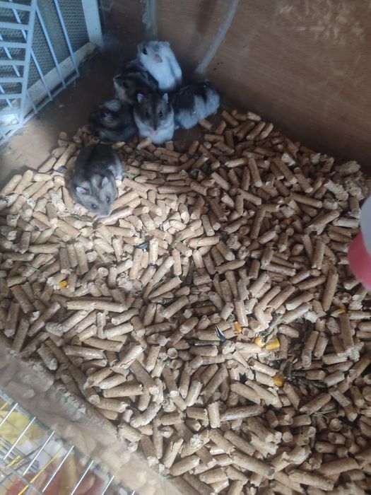 Хомячки разные есть доставка