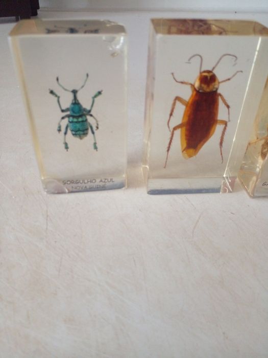 COLEÇÃO de insetos Verdadeiros  DA RBA