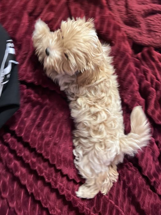 Цуцик мальтіпу F1