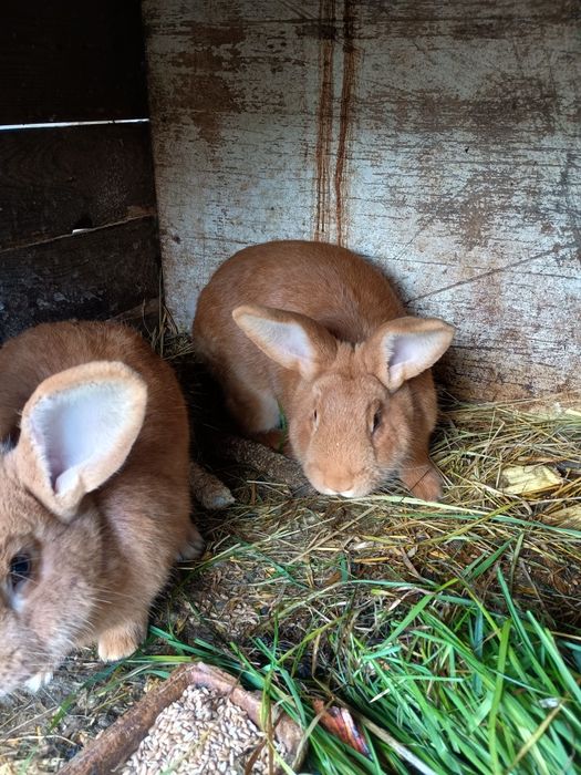 Króliki burgundzkie, samice i samce