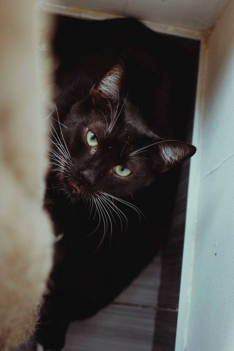 Versace zapomniany kocurek