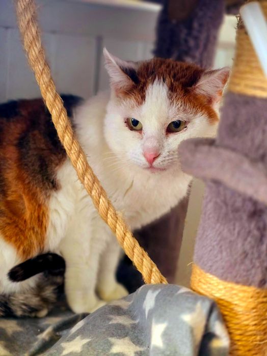 Angie - piękna, kolorowa kotka szuka domu. Adopcja, schronisko