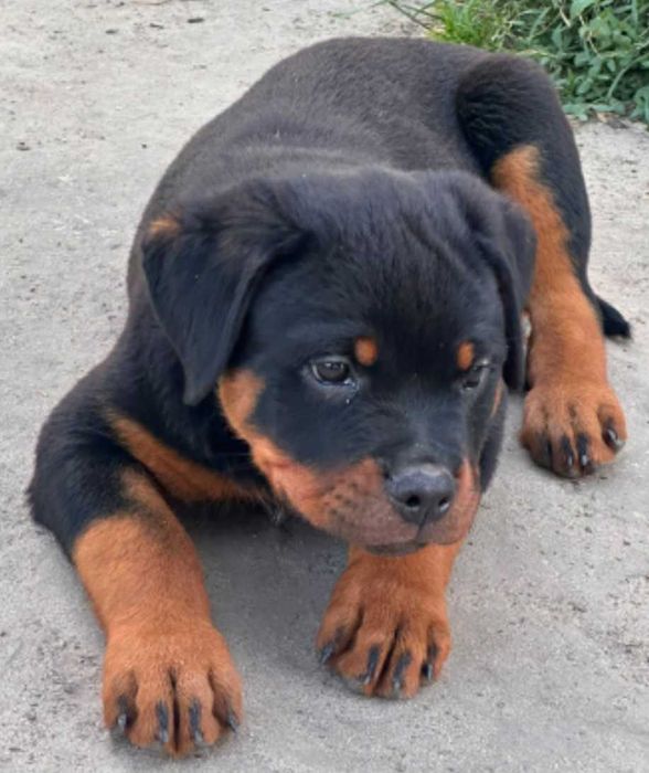 Rottweiler piękna sunia FCI