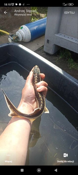 Karp Lin Amur Jesiotr Tołpyga