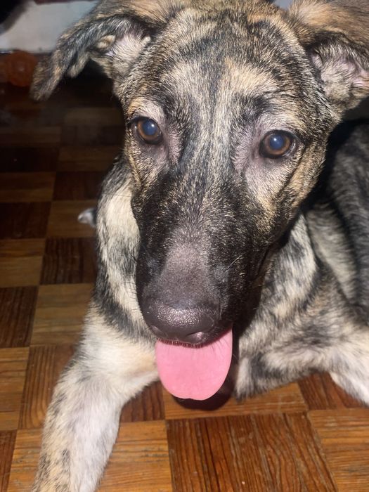 Cadela para adopcao