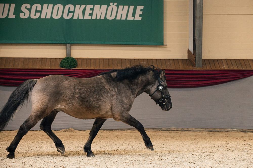Sprzedam Ogiera Konika Polskiego