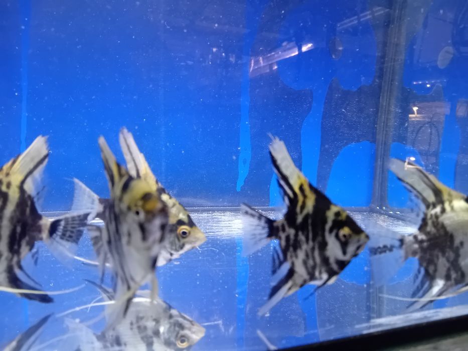 Skalar skalary marmurki