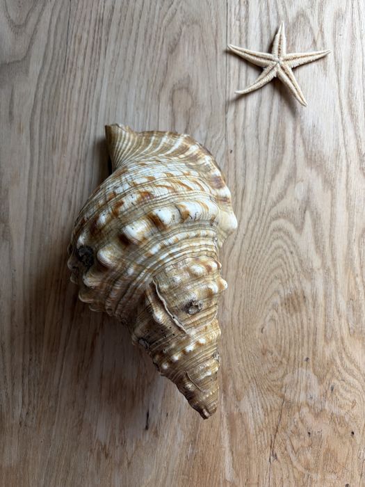 Muszla morska charonia tritonis
