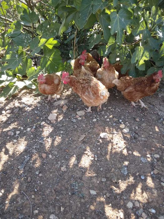 Galinhas para venda