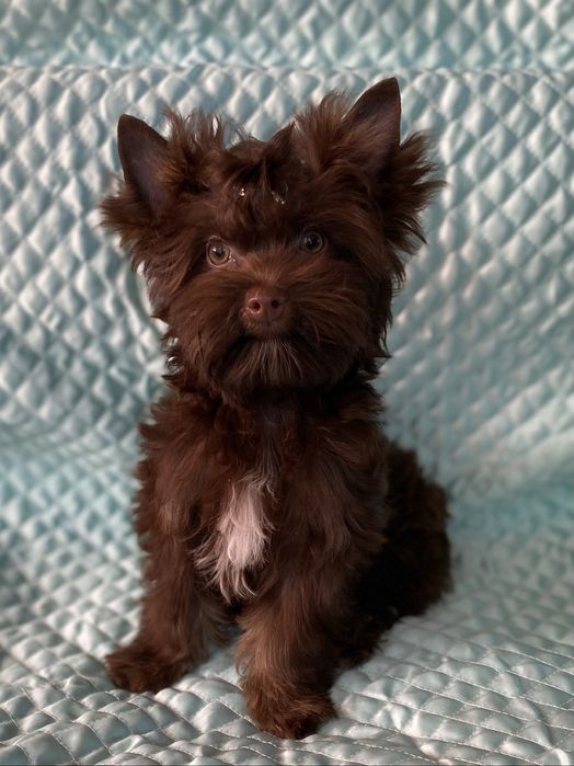 Йорк шоколадний хлопчик