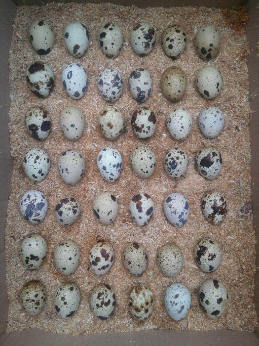 перепела техасскій бройлерний Інкубаційні яйця