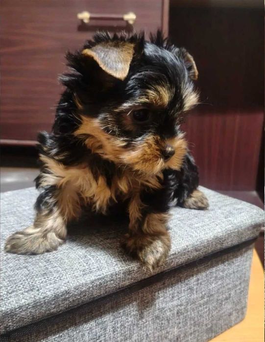 Yorkshire Macho, pronto para nova familia
