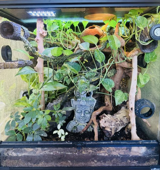 Terrarium 60x45x60 bioaktywne z gekonami aktywny harem 8 jaszczurek