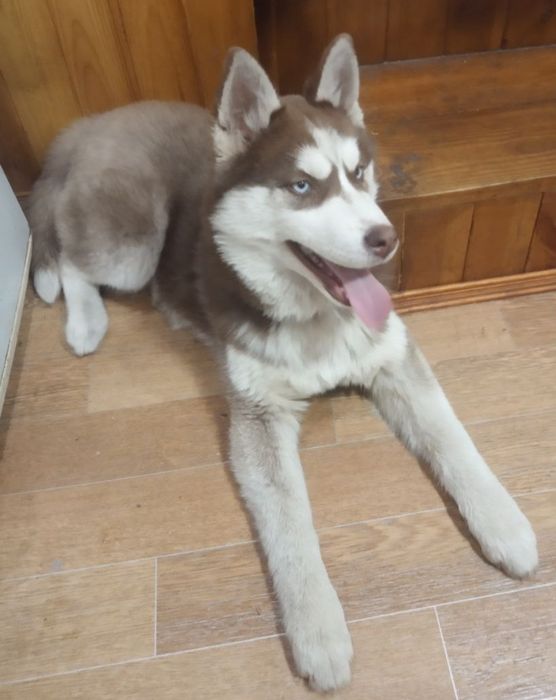 Сибирские хаски щенки