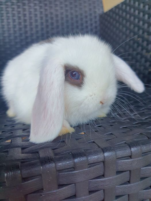 Króliki baranek miniaturka karzełek mini lop. Cena CAŁKOWITA.