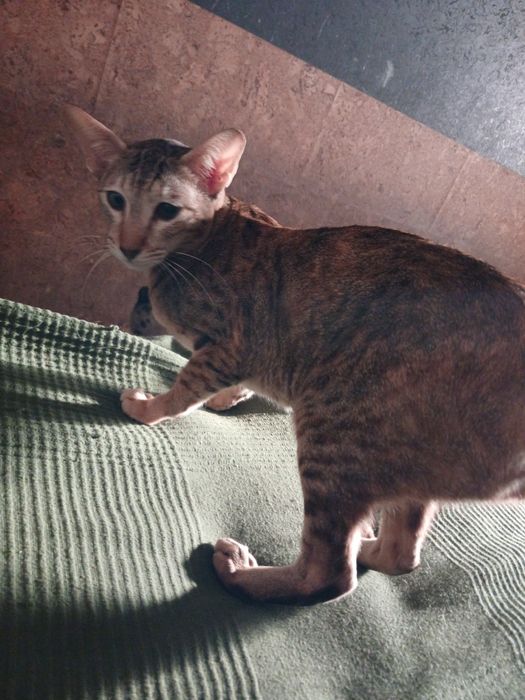 Продам ориентальную кошку